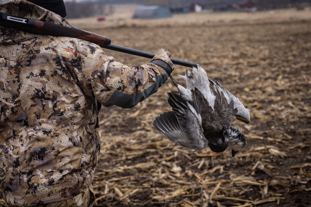 Hunter carrying a snow goose across the field