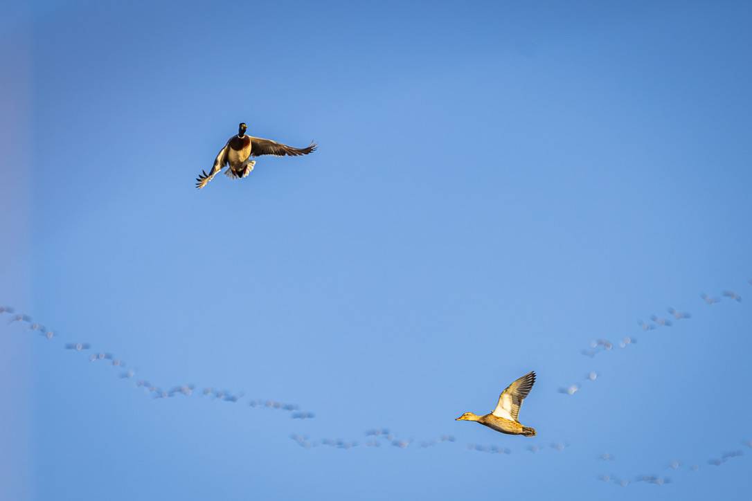A pair of mallards cupped against a blue sky