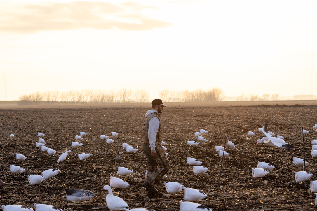 Hunter walking through snow goose decoys at sunrise