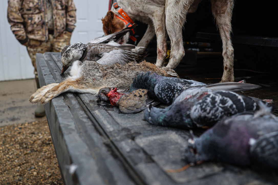 A morning's mixed bag on the tailgate with the retriever