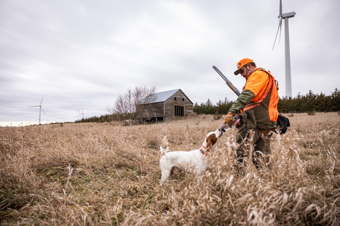 A pointer delivering a rooster to hand near an old barn