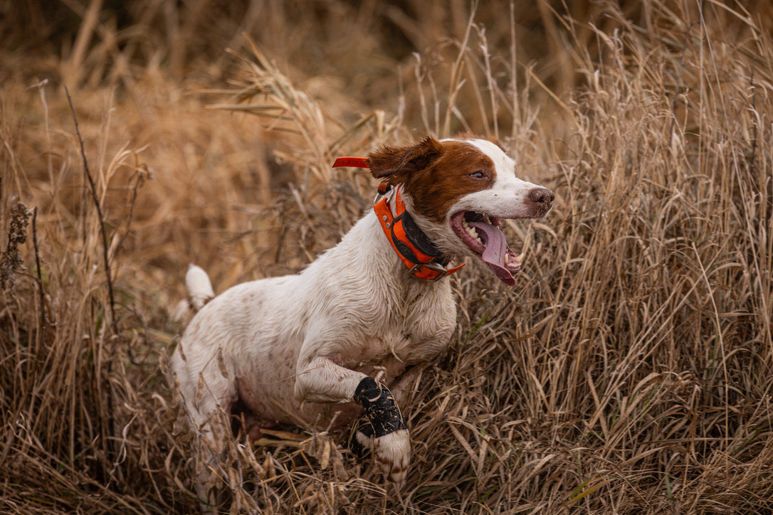 A Brittany running through the grass on point