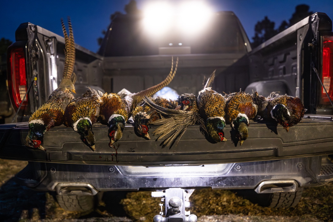 A row of roosters lined across the tailgate at night