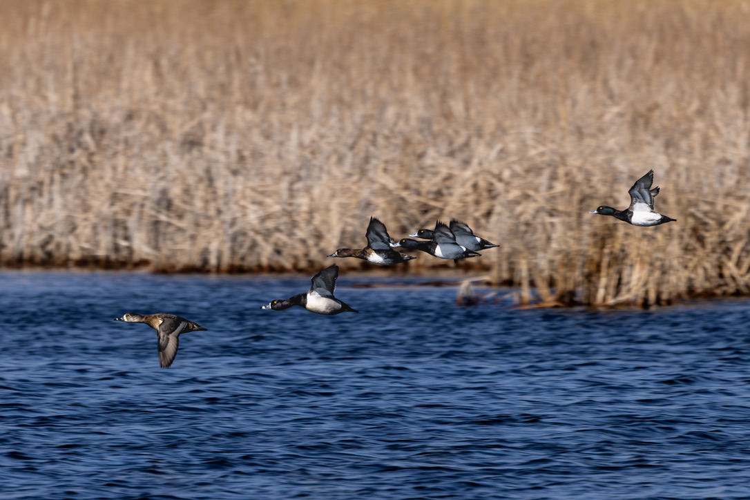 Ringnecks skimming low across open water
