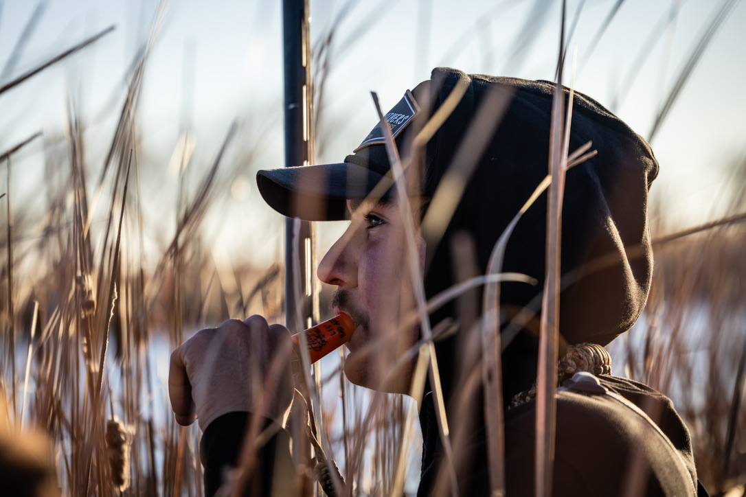 Hunter calling ducks from a cattail blind