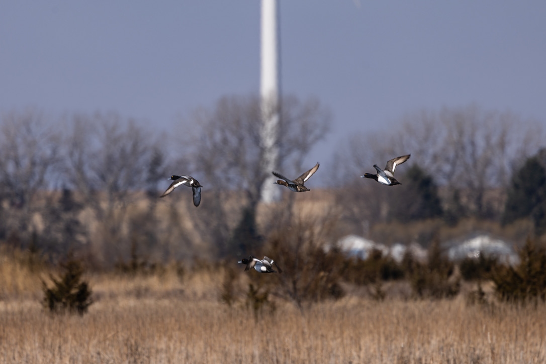 Diver ducks crossing a cottonwood ridge line