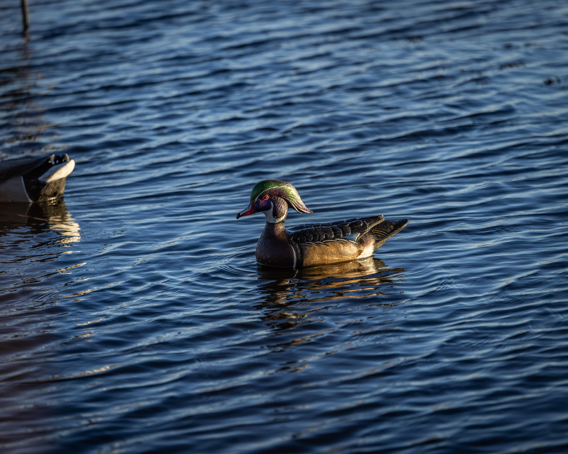 Wood duck drake on glassy water