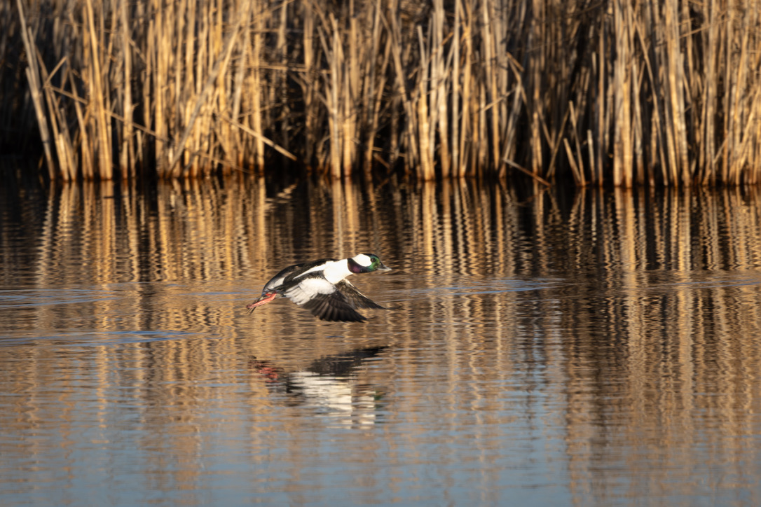 Bufflehead drake taking flight over the marsh