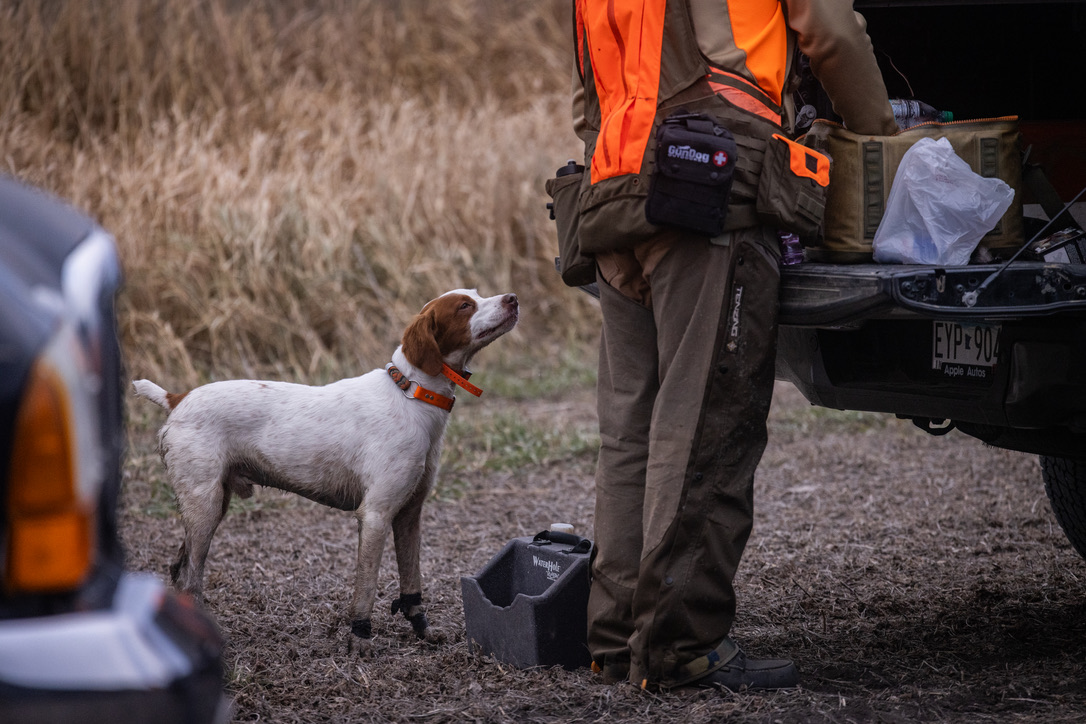 Brittany waiting at the tailgate beside a hunter in blaze orange