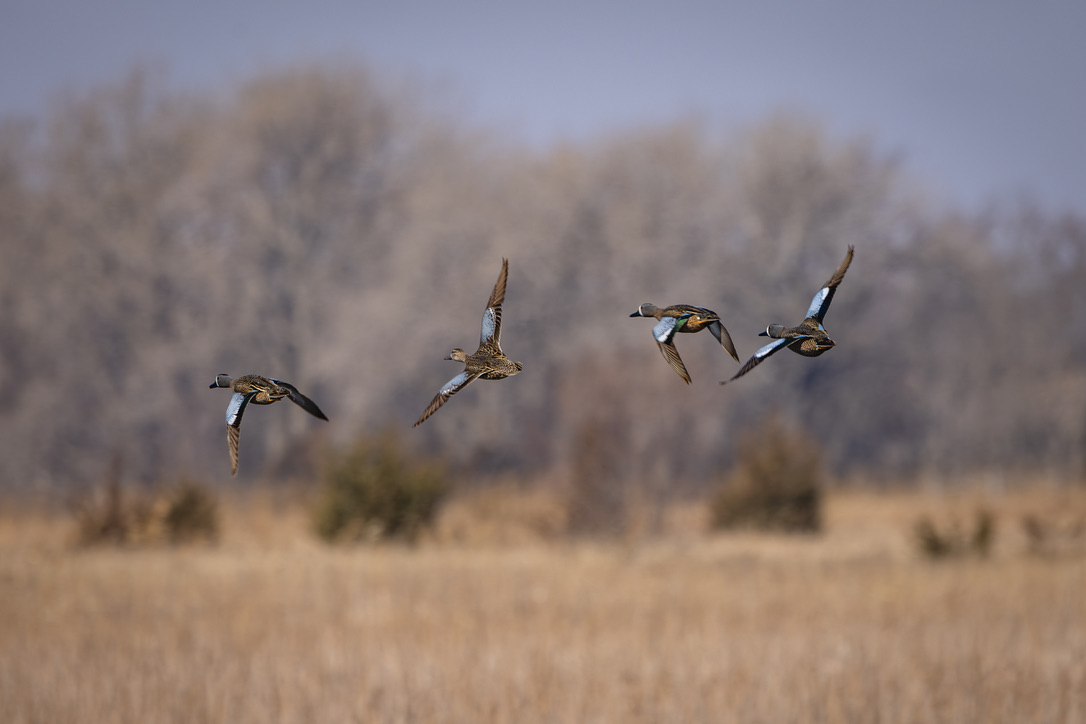 Blue-winged teal in flight over the prairie grass