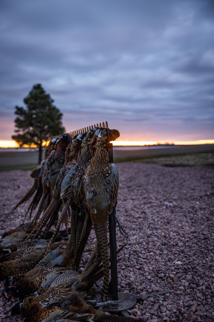 A rack of ring-necked pheasants against a prairie sunset