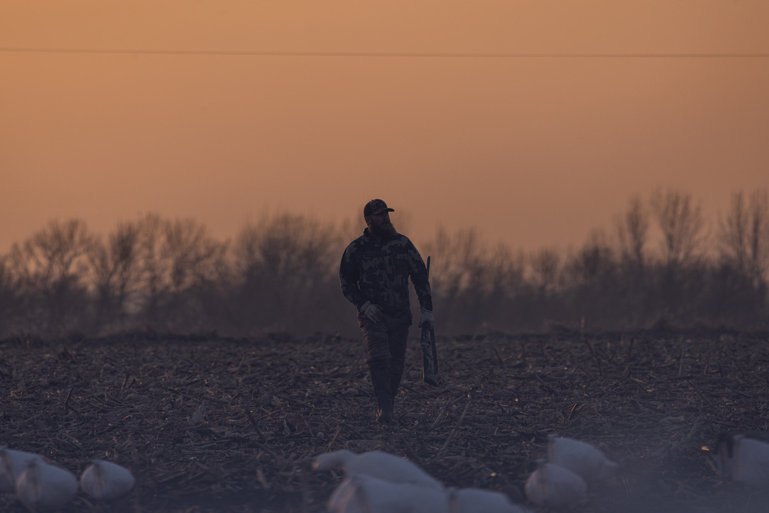 Lone hunter walking a cornfield at last light