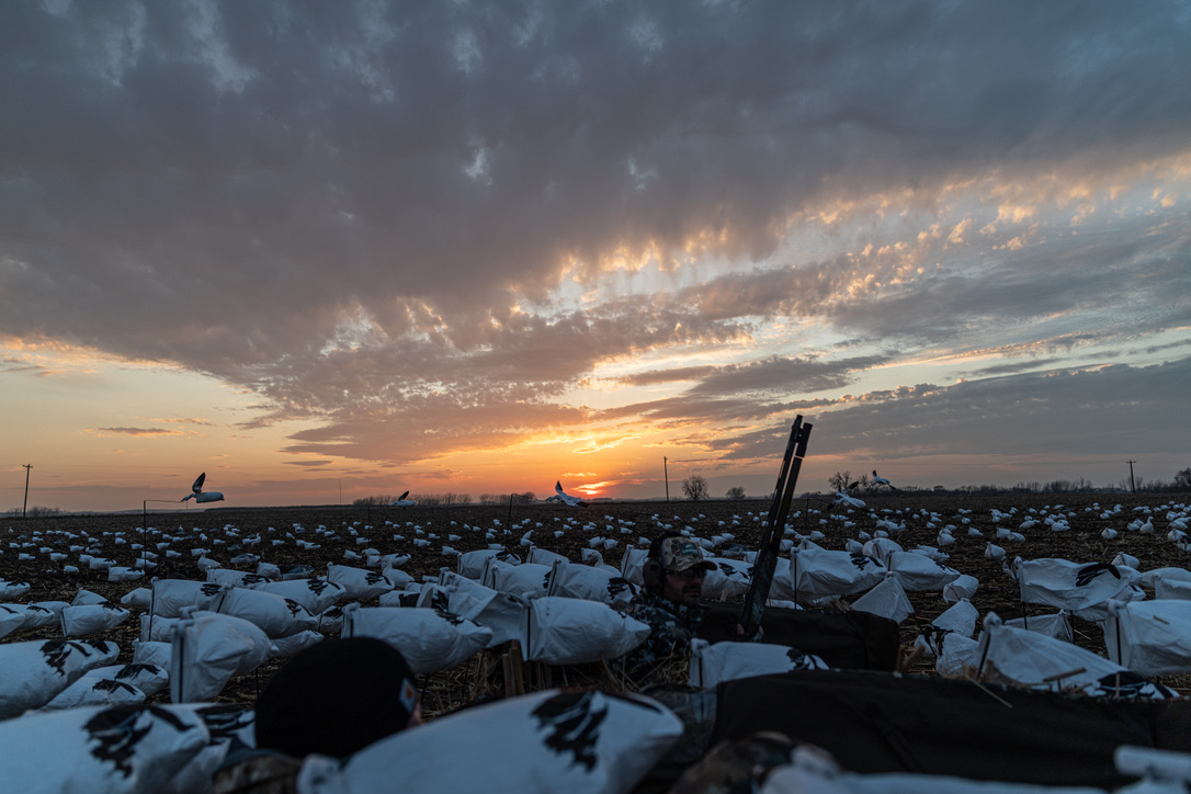 Hunter tucked into a snow goose spread at sunset